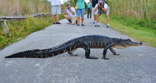 Trail Mix: Family Road Trips That Teach