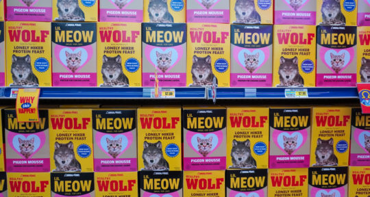 The Great Pet Debate: Cat vs. Dog — Who’s the Best Road Trip Companion?